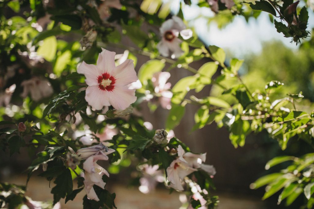 Repro Eko blossom